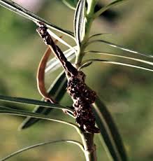 Image result for pseudomonas savastanoi pv nerii oleander symptoms