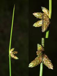 Image result for Schoenoplectiella senegalensis