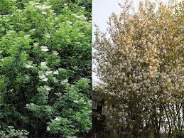 Es muss nicht immer die forsythie sein. Straucher Und Straucharten