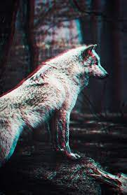 The great collection of wolf wallpaper for iphone for desktop, laptop and mobiles. 45 Wolf Wallpaper For Iphone On Wallpapersafari