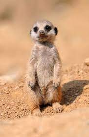 It S A Lil Baby Timon Baby Animals Funny Cute Animals Baby Meerkat
