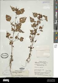 Image result for Basilicum polystachyon