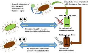 We offer flight tickets, hotels and car rental deals year round. Frontiers The Rocky Road From Fed Batch To Continuous Processing With E Coli Bioengineering And Biotechnology