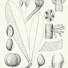 Image result for Englerophytum natalense