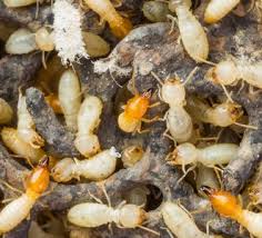 How to get rid of termites. Termite Treatment Brisbane Termite Control Services Free Quotes
