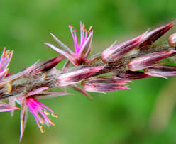 Image result for Rhinacanthus xerophilus