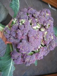 The series will give us information about what a good broccoli is like. When To Harvest Broccoli Gardenerd