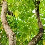 Image result for Rauvolfia afra