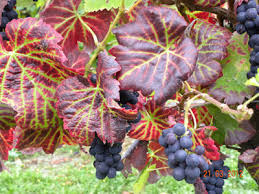 Image result for Grapevine leafroll virus