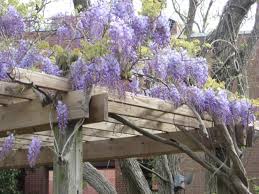 The wisteria impresses with its extremely lavish blossoms and its intensive, pleasant scent like no other garden or bucket plant. Growing American Wisteria Hgtv