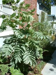 Image result for Melianthus major