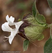 Image result for Barleria albostellata