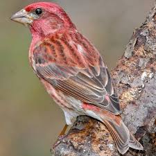 Pin On Birds