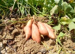 Image result for Astripomoea hyoscyamoides