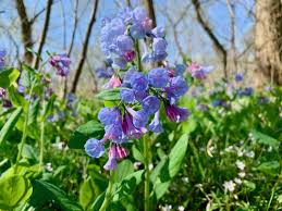 Check spelling or type a new query. Spring Wildflowers And Where To Find Them In Northern Virginia