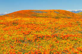Everyone remembers last year's field of delicate orange flowers at the corner of roosevelt mall and marconi. Everything You Need To Know Before Heading To The Antelope Valley Poppy Reserve