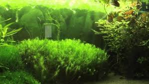 Image result for Mayaca baumii