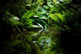We did not find results for: 11 Amazing Facts About The Amazon Rainforest