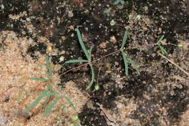 Image result for Hypertelis