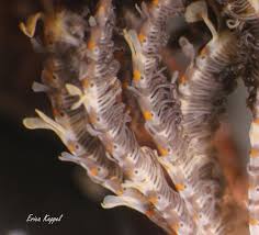 Image result for Siphonochilus brachystemon