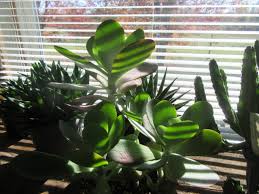 Image result for Kalanchoe marmorata