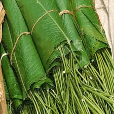 Image result for Sarcophrynium brachystachyum