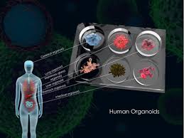 Maybe you would like to learn more about one of these? Can Biotechnology Reduce Animal Testing In Medicine