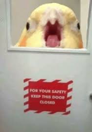 A Dump Of Things That Make Me Smile Funny Parrots Funny Birds Cute Funny Animals