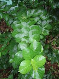 Image result for Premna serratifolia