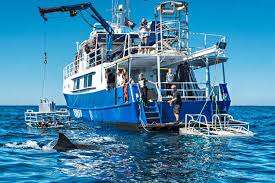 Port lincoln, which is a 7 hour drive or a 50 minute flight from adelaide, is the white shark mecca in australia. Great White Cage Diving Operators Indopacificimages