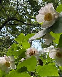 Image result for Commicarpus chinensis