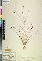 Image result for Bulbostylis filamentosa