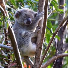 Visitnoosa On Instagram Just Five More Minutes Please This Sleepy Noosa Local Was Spotted By Brockdharris In The Noosa Nat National Parks Noosa Koala