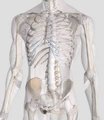 An overview of the anatomy of the hand, including the bones of the hand, muscles, blood supply and nerve supply. Introduction Anatomy Thoracic The Gap Physio