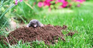 If queen ants live longer than normal (worker) ants. How To Get Rid Of Moles From Your Garden