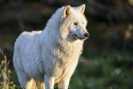 Loups Blancs D Alaska White Wolf Animals My Animal