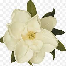 Magnolia Png Images Pngegg Flores vintage, white magnolia flowers in bloom, png. magnolia png images pngegg
