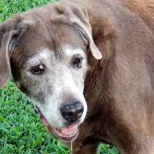 Use this page to search for the license of a health professional (person, individual). My First Tattoo In Memory Of Ginger My Chocolate Lab Tatring