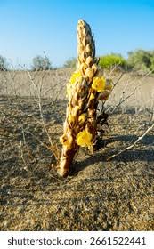 Image result for Orobanchaceae