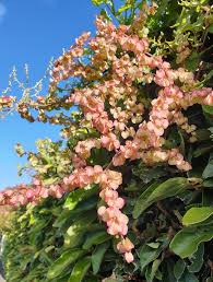 Image result for Rumex sagittatus