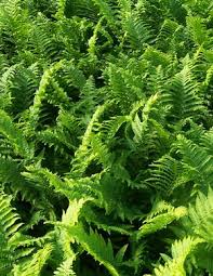 Image result for Dryopteris kilemensis