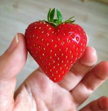 Dites Le Avec Des Fraises Coeur Pinterest Les Fraises Fraise Et Ressemblance Funny Fruit Fruit Funny Vegetables