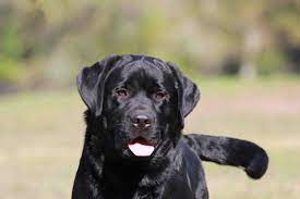 They are all adorable as you will see on our website, they are all vaccinated Cornerstone Labradors
