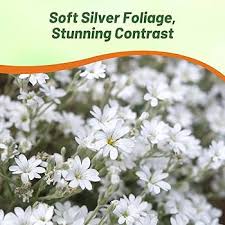 Image result for Cerastium tomentosum