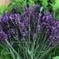Herbal Anxiety Tool Kit