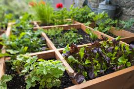 Both residential yields are derived from yield ratios that represent. The Pros And Cons Of Square Foot Gardening What Is Square Foot Gardening