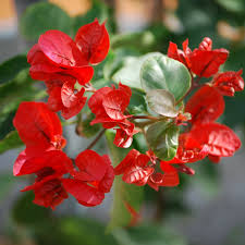 Image result for Bougainvillea