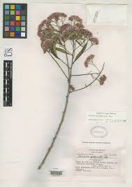 Image result for Vernonia auriculifera