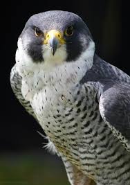 Peregrine Falcon Birds Of Prey Animals Peregrine Falcon By Runique On Deviantart Peregrine Falcon Raptors Bird Pet Birds
