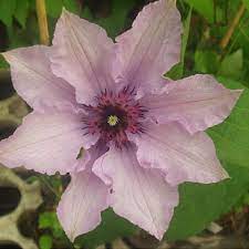 'königskind rosea' clematis parentage tree and parentage and descendant lists by name and generation. Clematis Konigskind Rosa Friedrich M Westphal Clematiskulturen